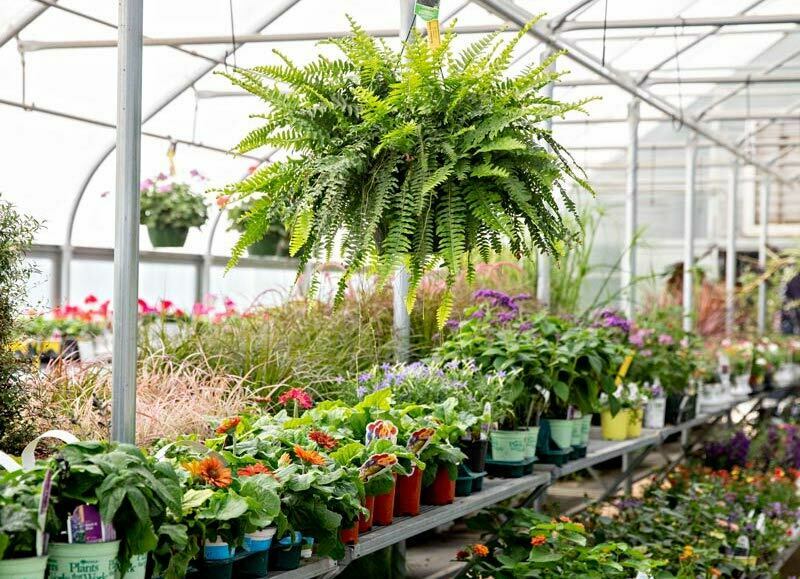 Plants & More | Hornbaker Gardens, Inc.