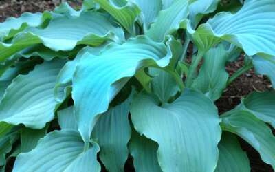 ‘Neptune’ is the 2023 Hosta of the Year