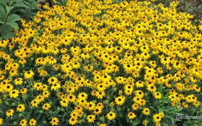 2023 Perennial of the Year