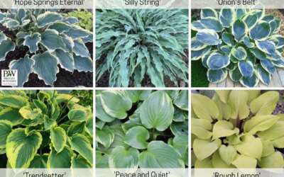 New Hostas for 2023