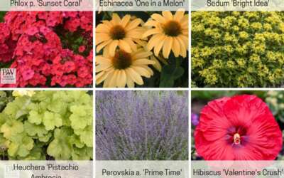 New Perennials for 2023