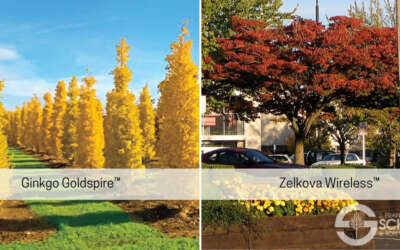 New Trees and Shrubs for 2023