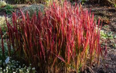 2023 Top 5 Popular Perennials