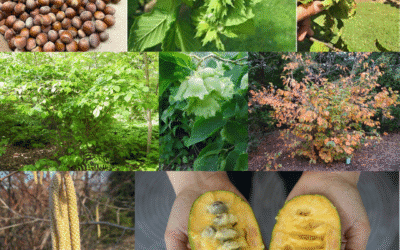 Back to Our Roots: New Native Fruit and Nut Trees