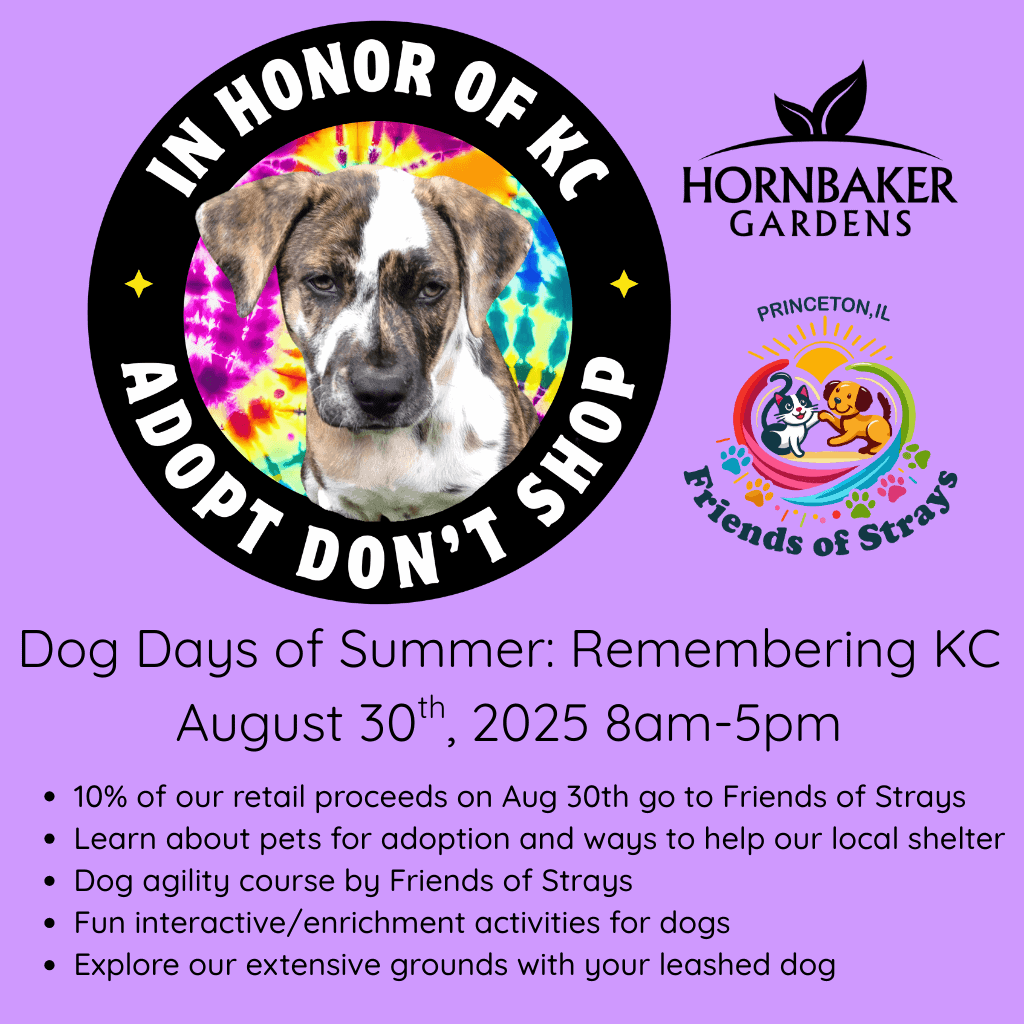 Dog Days of Summer August 30th, 2025 (Facebook Shops Cover (Square)) (1)