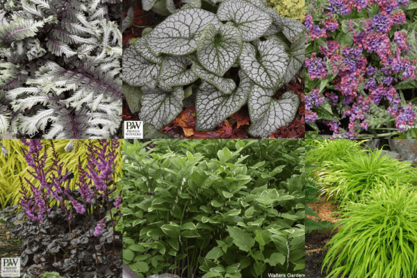 10 Stunning Perennials for Shade