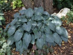 Hosta Halcyon