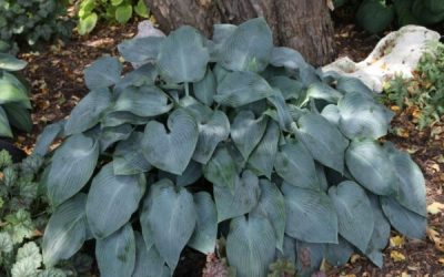 Hosta ‘Halcyon’: 2026 Hosta of the Year