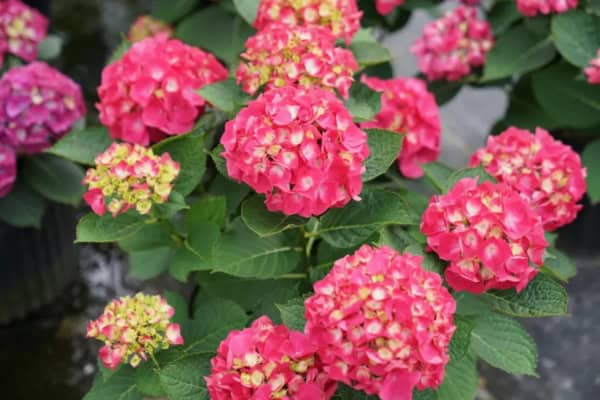 Hornbaker Gardens’ Favorite Compact Hydrangeas