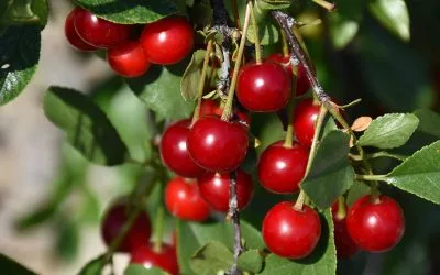 2026: Our Most Exciting Tree & Shrub Year Yet