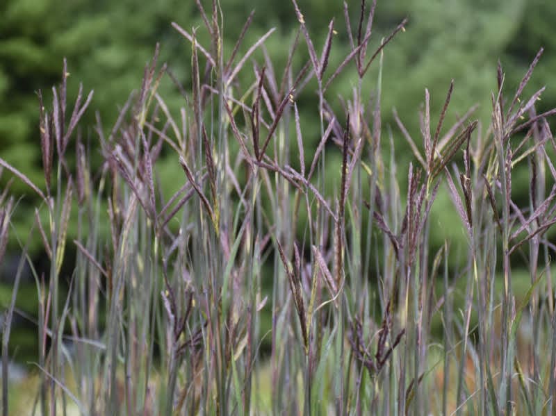 Elevating the Garden – 2026 Perennial of the year Andropogon gerardii ‘Blackhawks’