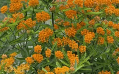 Rooted in Place: Native Perennials, Trees & Shrubs for Illinois Gardens