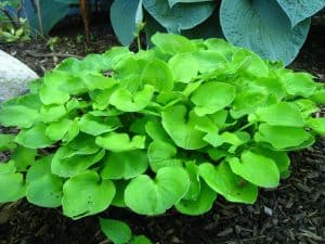 Mini Hosta Variety