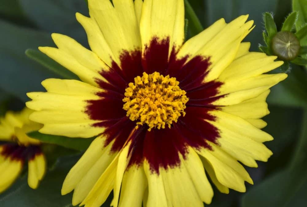 What to Plant in August and Why