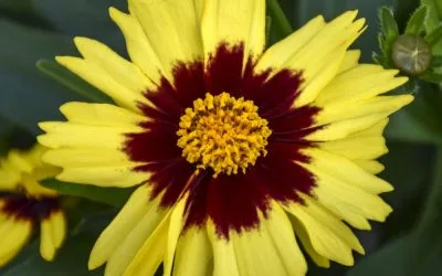 What to Plant in August and Why