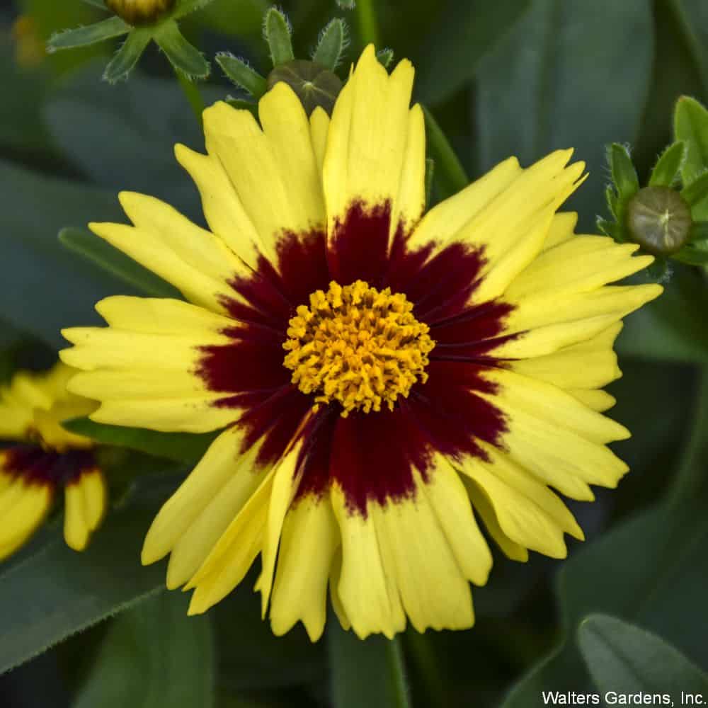 Coreopsis-UPTICK-Yellow-Red-WG