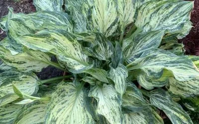 How to Choose the Right Hosta for Your Shade Garden