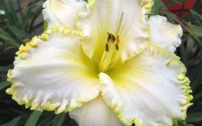 Daylilies Are Having a Moment