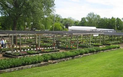 Surviving the July Heat: What Actually Needs Watering Right Now