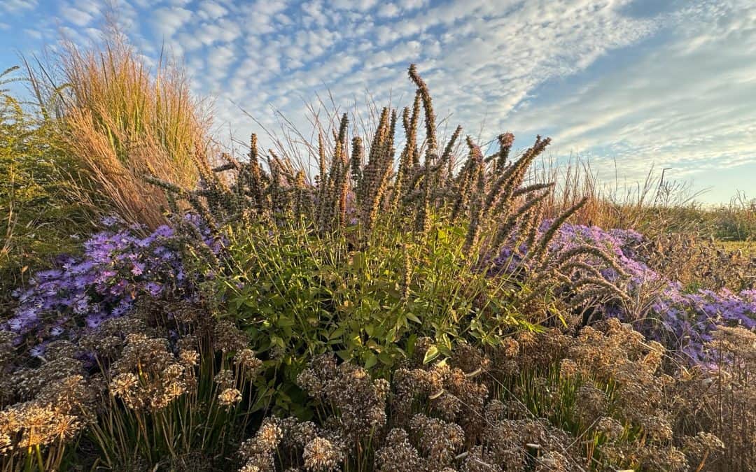 Late Fall in the Garden: What to Do Now and What to Leave Alone